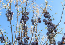 Tmavka švestková – škůdce švestek a meruněk