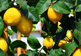 Půvabný stálezelený stromek, jehož květy omamně voní - citroník