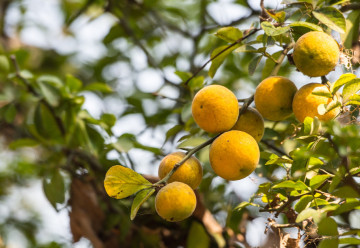 Subtropy si můžete udělat i v obýváku