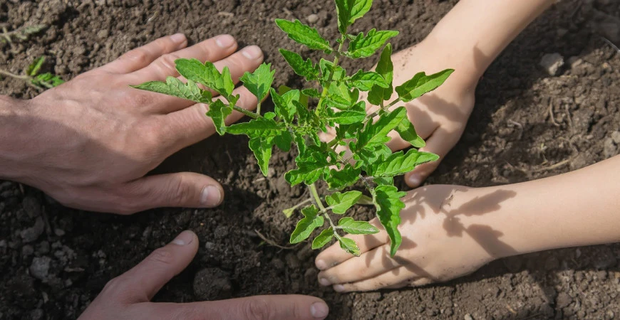 Nastal čas pro výsev paprik a rajčat