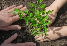 Nastal čas pro výsev paprik a rajčat