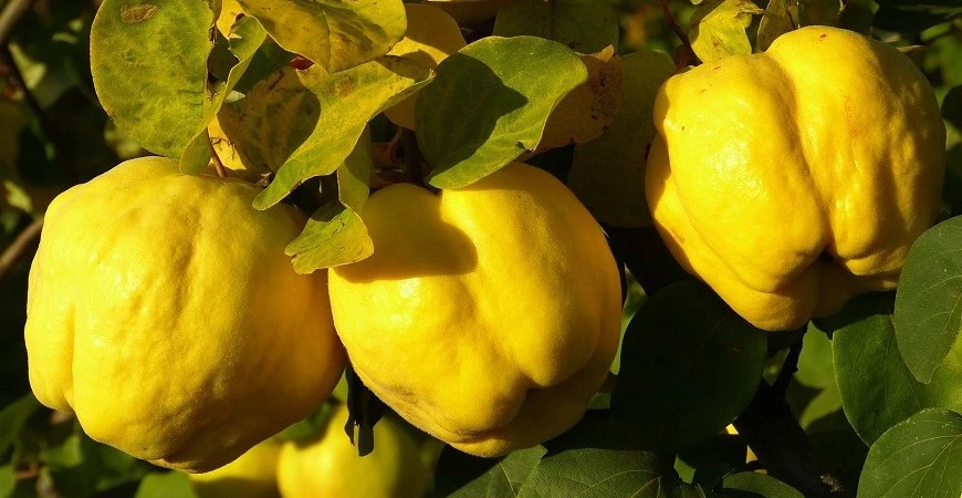 Kdoule - voňavá sladkost mezi méně známými druhy ovoce