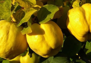 Kdoule - voňavá sladkost mezi méně známými druhy ovoce