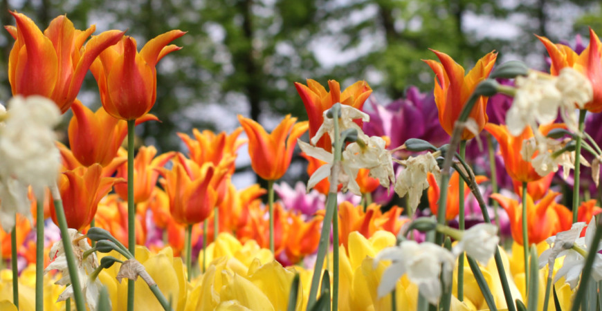 Co v březnu v zahradě?