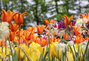 Co v březnu v zahradě?