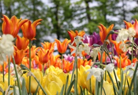 Co v březnu v zahradě?