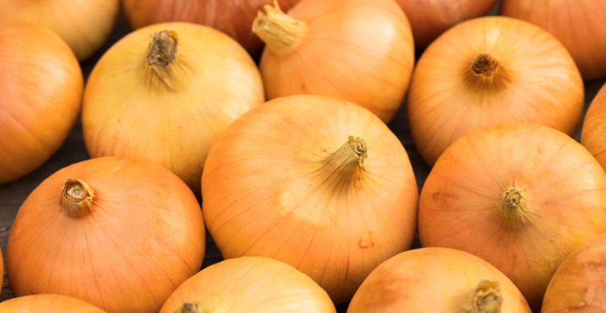 Zkuste pěstovat cibuli ze semen, sklizeň bude kvalitnější