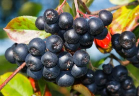 Léčivé keře v zahradě - 1. část