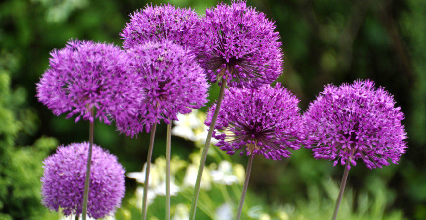 Krásnější zahrada s kvetoucími okrasnými česneky 