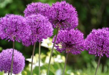 Krásnější zahrada s kvetoucími okrasnými česneky 