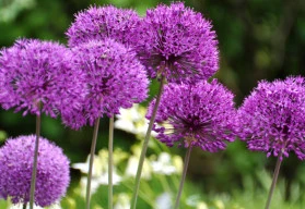 Krásnější zahrada s kvetoucími okrasnými česneky 