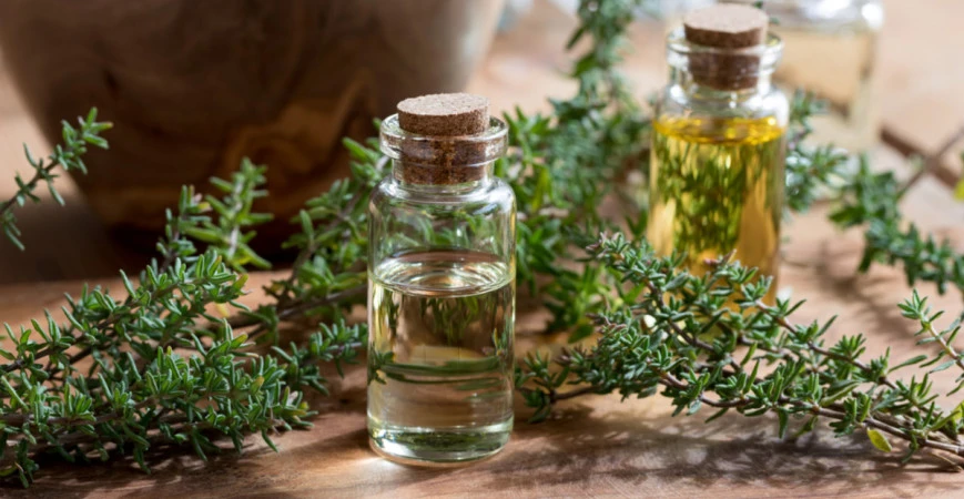 Tymián, ideální bylinka jak pro milovníky přírodního léčitelství, tak i pro kuchtíky