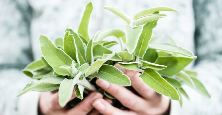 Šalvěj - má intenzivní chuť jako koření