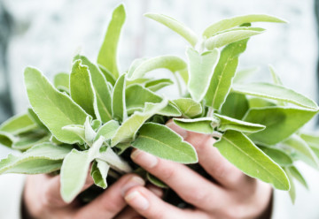 Šalvěj - má intenzivní chuť jako koření