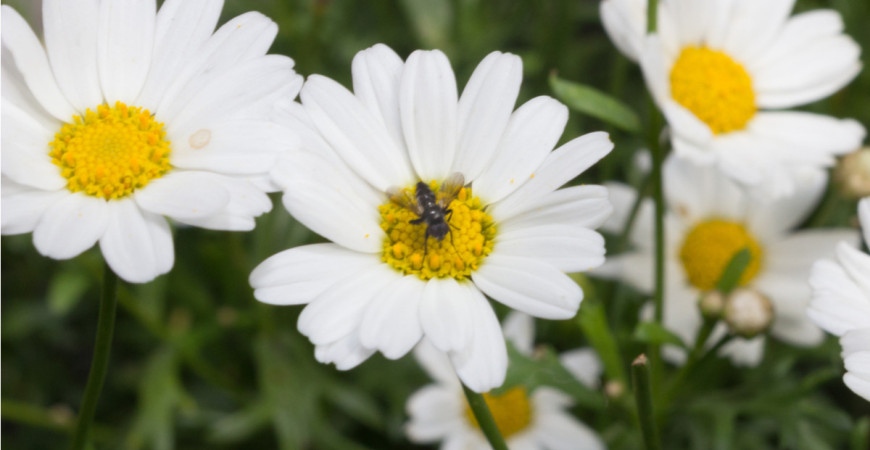 Popíjíte rádi bylinkové čaje? Založte si bylinkovou zahrádku a budete mít čaj z čerstvých listů, kdykoliv si vzpomenete.