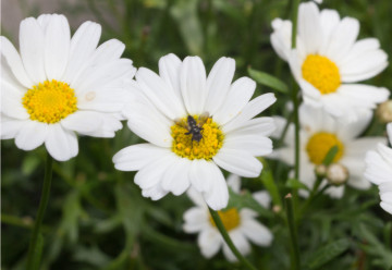 Popíjíte rádi bylinkové čaje? Založte si bylinkovou zahrádku a budete mít čaj z čerstvých listů, kdykoliv si vzpomenete.