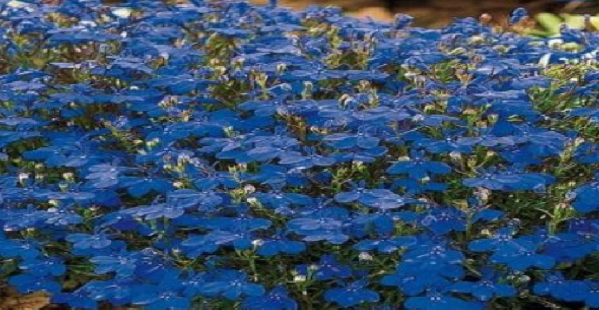 Blankytné, temně modré, fialové, nebo i růžové či bílé kvítky lobelek promění balkóny i terasy v kouzelná místa