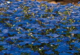 Blankytné, temně modré, fialové, nebo i růžové či bílé kvítky lobelek promění balkóny i terasy v kouzelná místa