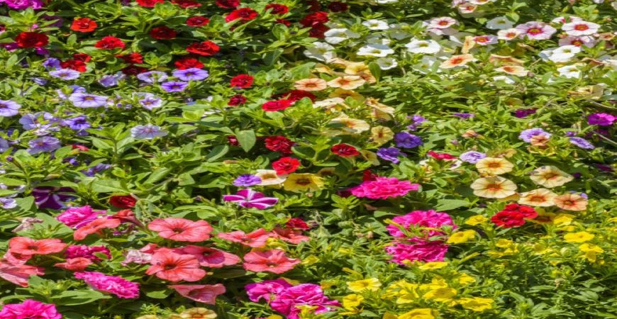 Sazeničky petúnií ze semen ještě vypěstovat stihnete