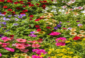 Sazeničky petúnií ze semen ještě vypěstovat stihnete