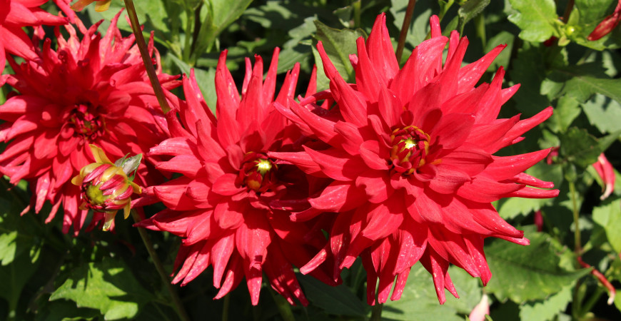 S výsadbou jiřin nespěchejte, začátek května je ideální 