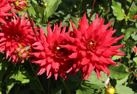 S výsadbou jiřin nespěchejte, začátek května je ideální 