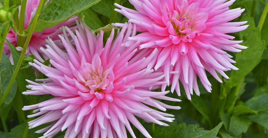 Vyznáte se v jiřinách?