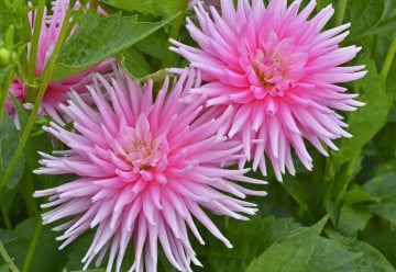 Vyznáte se v jiřinách?