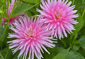 Vyznáte se v jiřinách?