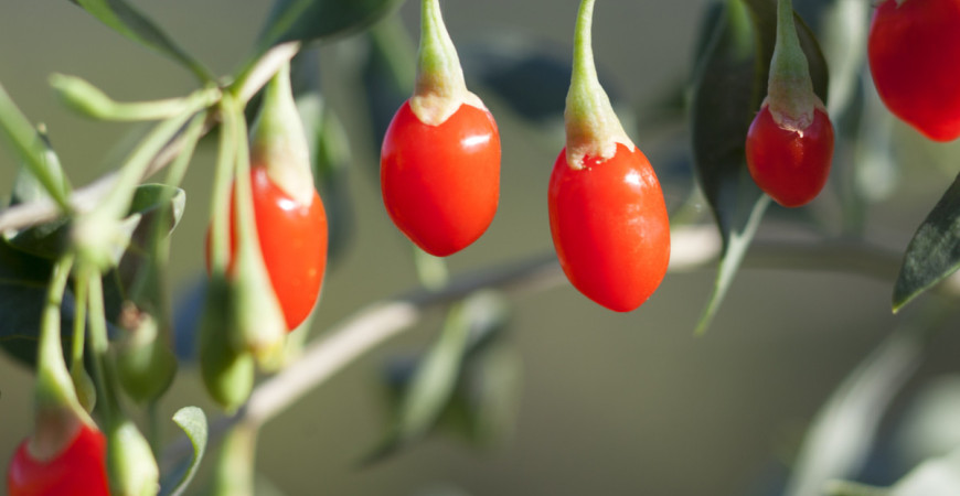 Léčivé keře v zahradě - 2. část