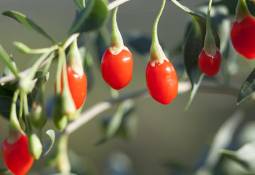 Léčivé keře v zahradě - 2. část