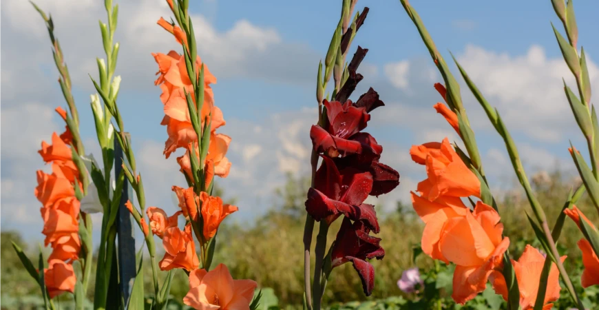 Mečíky nevysazujte dříve, než je půda řádně vyhřátá