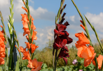 Mečíky nevysazujte dříve, než je půda řádně vyhřátá