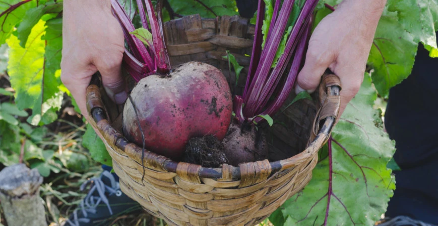 Jak na pěstování řepy? 