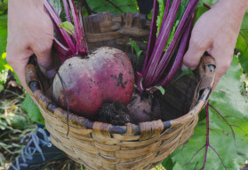 Jak na pěstování řepy? 