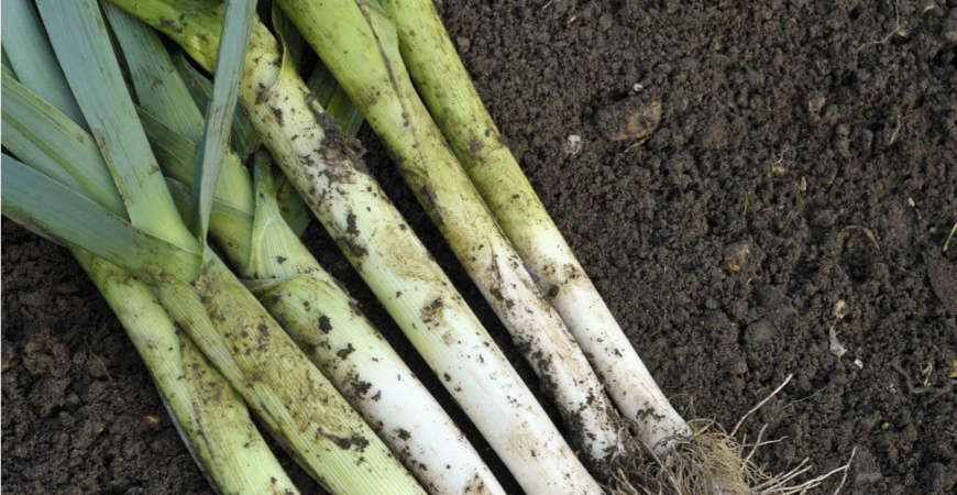 Pěstujeme pórek – pór pravý