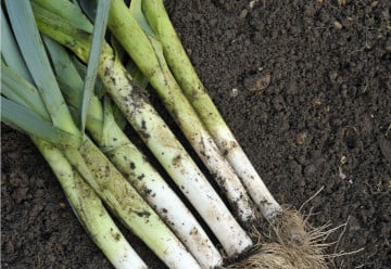 Pěstujeme pórek – pór pravý