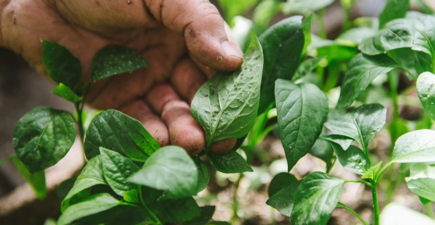 Jak si poradit se škůdci a nemocemi paprik? 