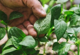 Jak si poradit se škůdci a nemocemi paprik? 