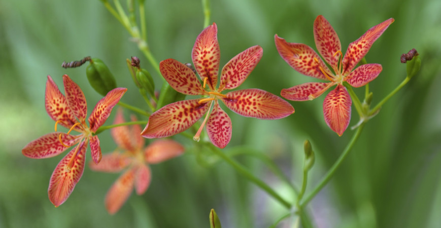 Angínovník, neboli tygří lilie, má výrazné léčivé účinky