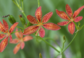 Angínovník, neboli tygří lilie, má výrazné léčivé účinky