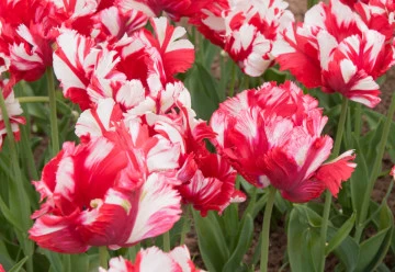 Na co dát pozor při pěstování tulipánů