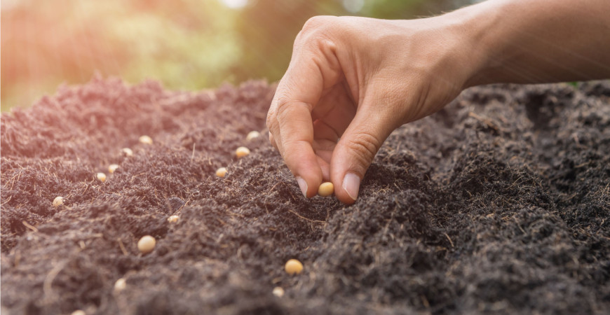 I ze srpnových výsevů ještě stihnete sklidit