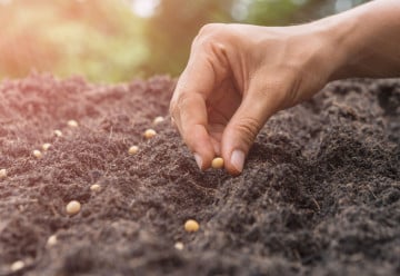 I ze srpnových výsevů ještě stihnete sklidit