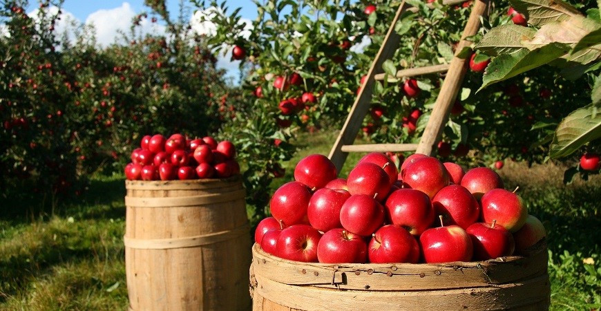 Srpen je ve znamení sklizně – vlastnoručně vypěstované ovoce a zelenina může být denně ve vašem jídelníčku