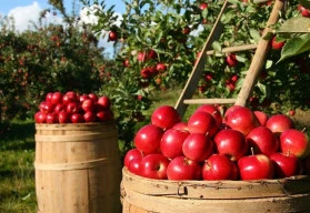 Srpen je ve znamení sklizně – vlastnoručně vypěstované ovoce a zelenina může být denně ve vašem jídelníčku