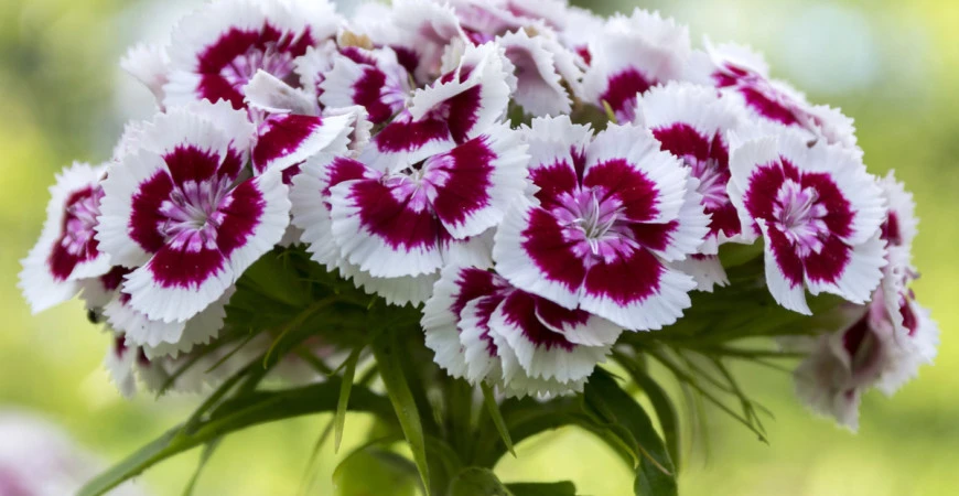 Dvouletky – jak na barevnou zahradu po celou sezónu?