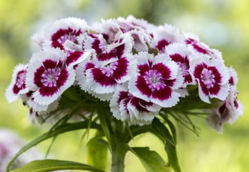 Dvouletky – jak na barevnou zahradu po celou sezónu?