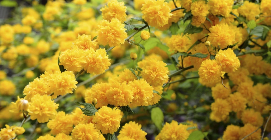 Pro výsadbu opadavých dřevin je listopad ideální. Které keře obohatí zahradu listy, květy, plody i vůněmi?