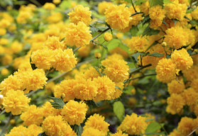 Pro výsadbu opadavých dřevin je listopad ideální. Které keře obohatí zahradu listy, květy, plody i vůněmi?